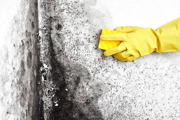 Best Residential Mold Remediation in Manahawkin, NJ