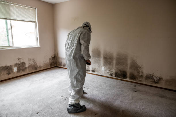 Best Residential Mold Remediation in Manahawkin, NJ