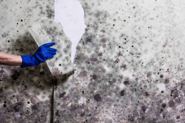 Professional Mold Remediation in Manahawkin, NJ
