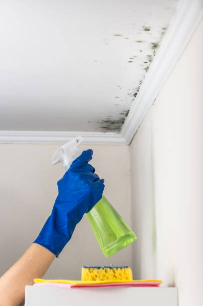 Best Residential Mold Remediation in Manahawkin, NJ